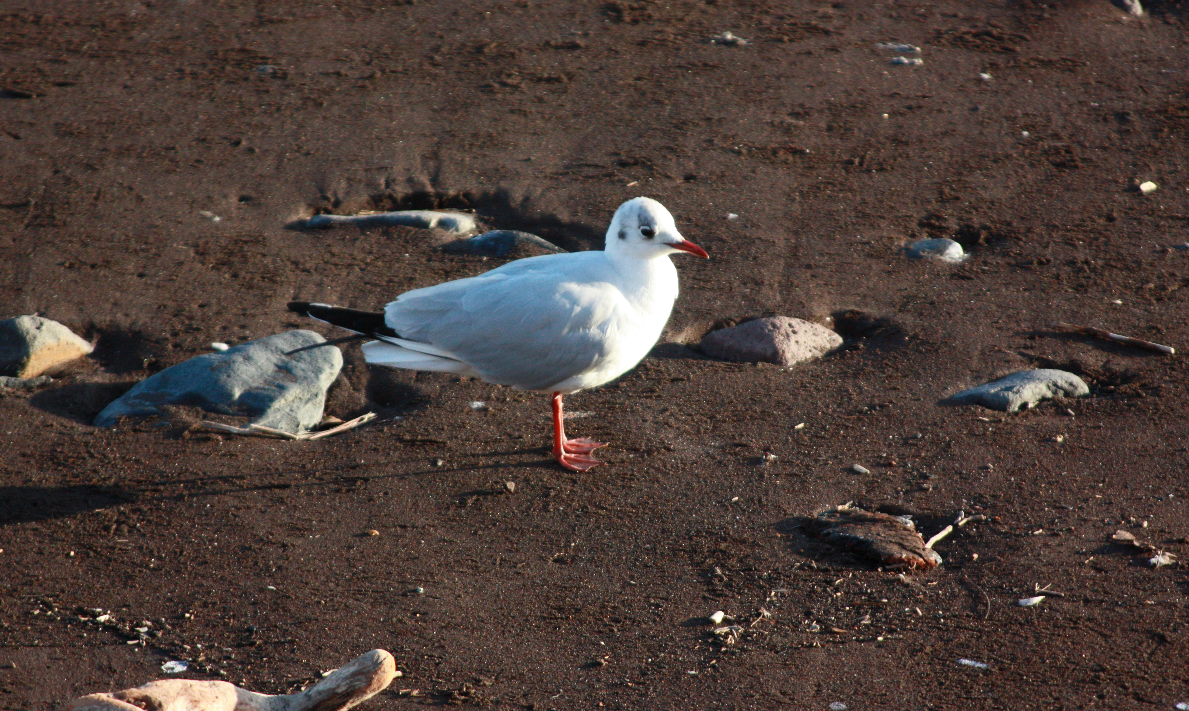 Black-headed Gull - André Ferreira