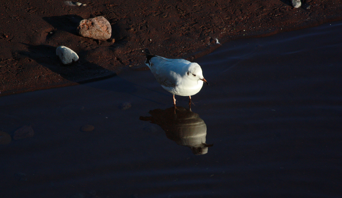 Black-headed Gull - ML297166451