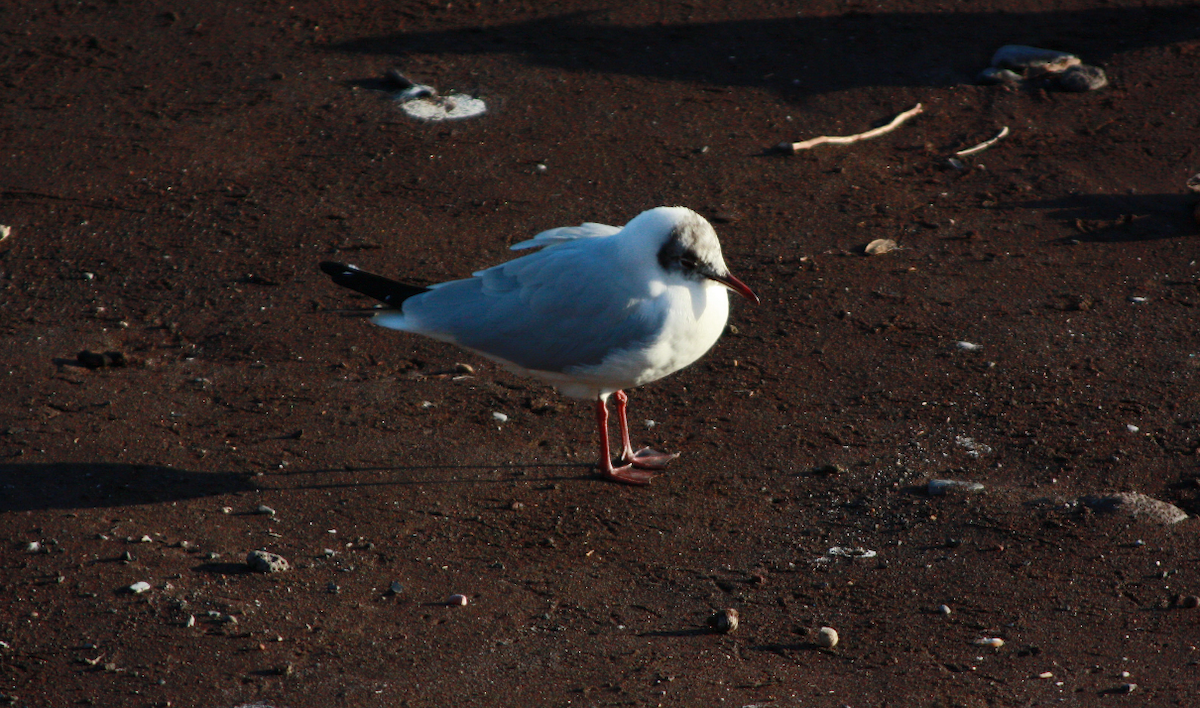 Black-headed Gull - ML297166501