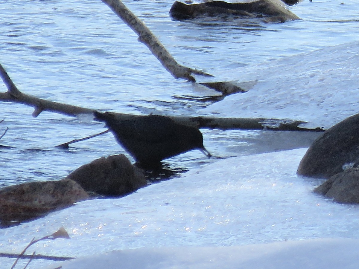 American Dipper - ML297169101