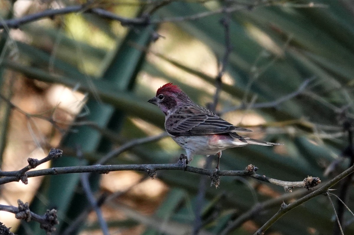 Cassin's Finch - ML297169451