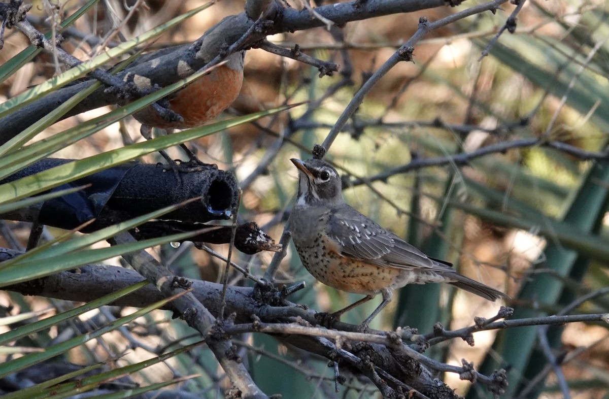 American Robin - ML297170621