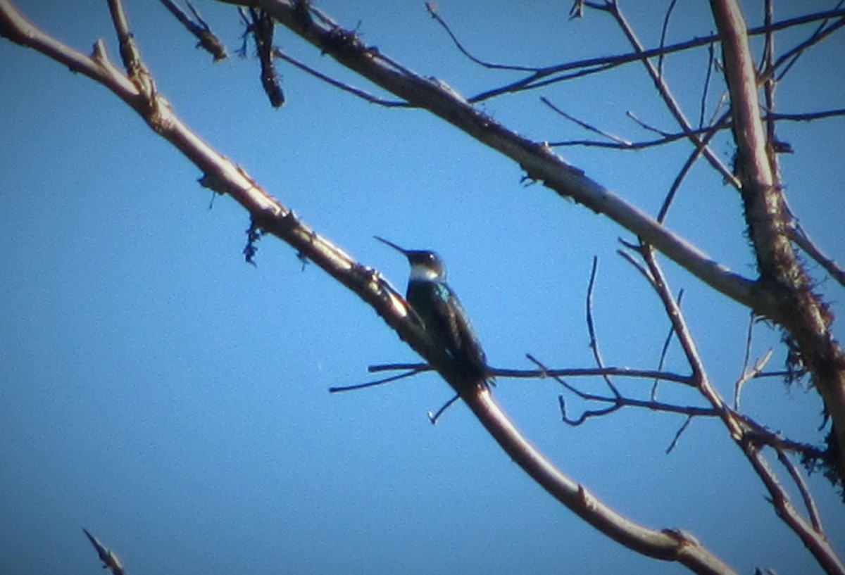 White-throated Hummingbird - ML297171251