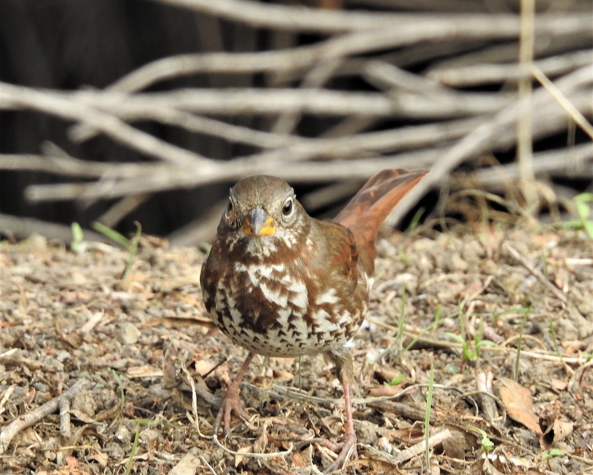 Fox Sparrow - ML297172121