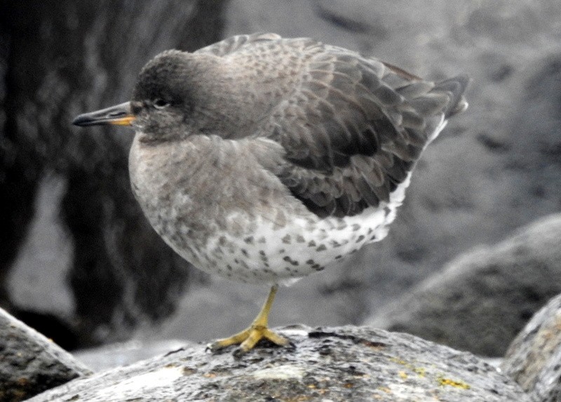 Surfbird - ML297174931