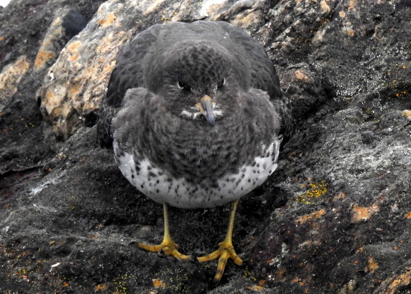 Surfbird - ML297174951