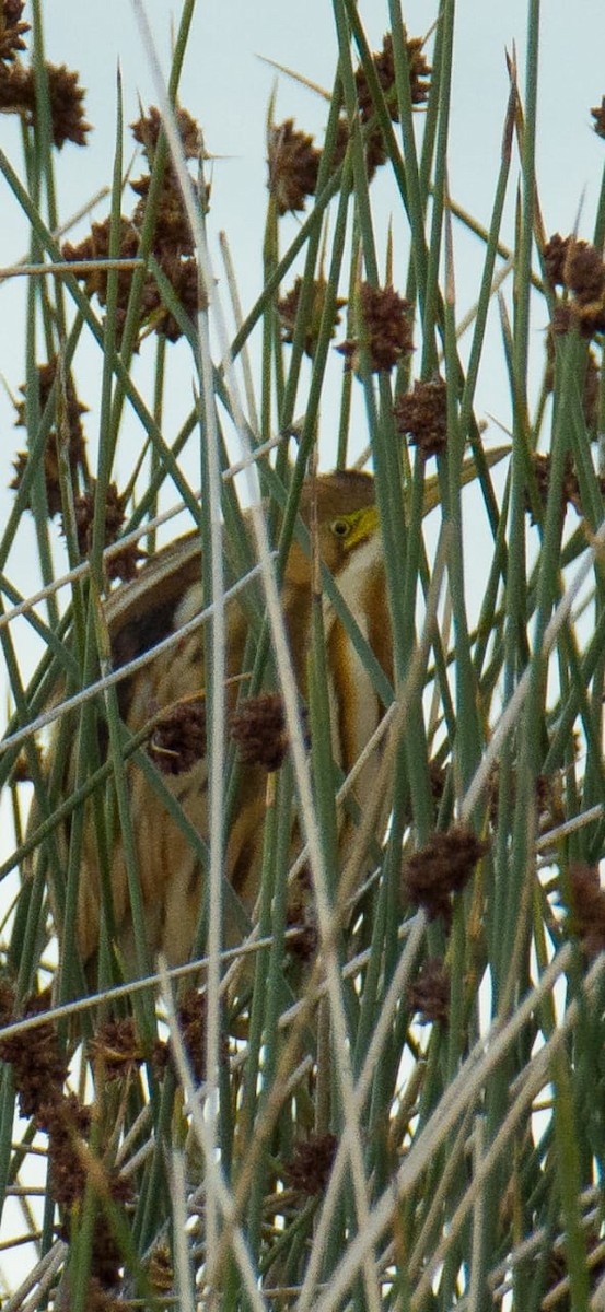 Stripe-backed Bittern - ML297175001