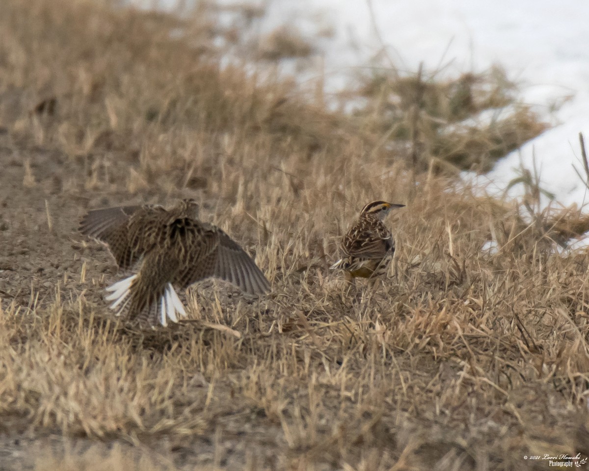 Western Meadowlark - ML297175171