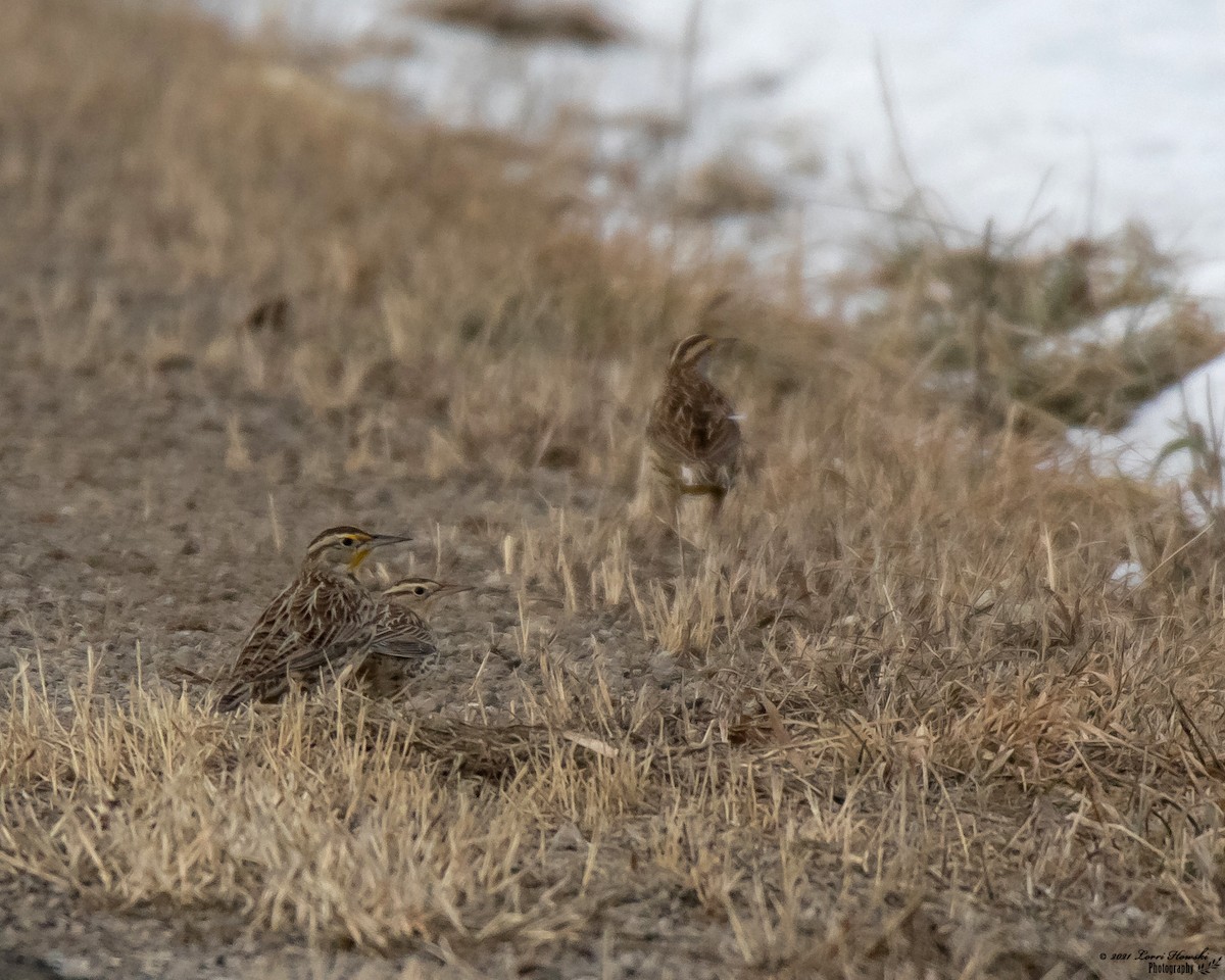 Eastern Meadowlark - ML297175261