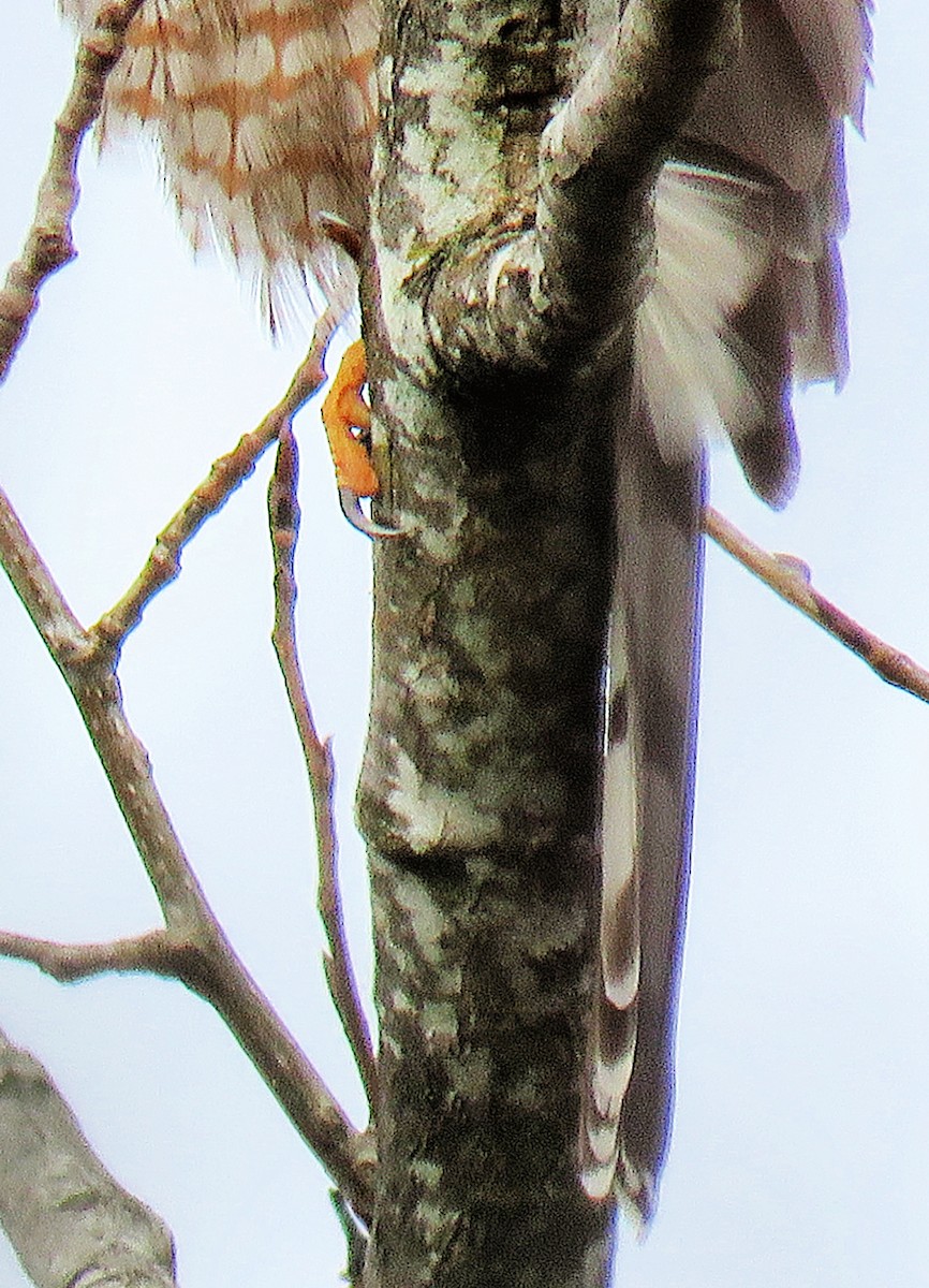 Cooper's Hawk - ML297176421