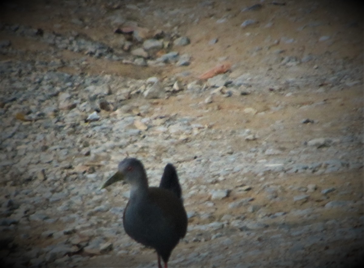 Slaty-breasted Wood-Rail - ML297176901