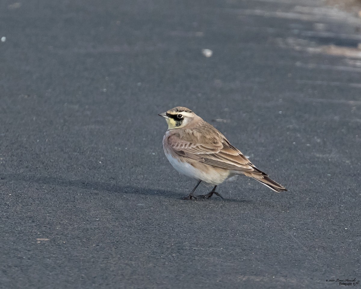 Horned Lark - ML297177831