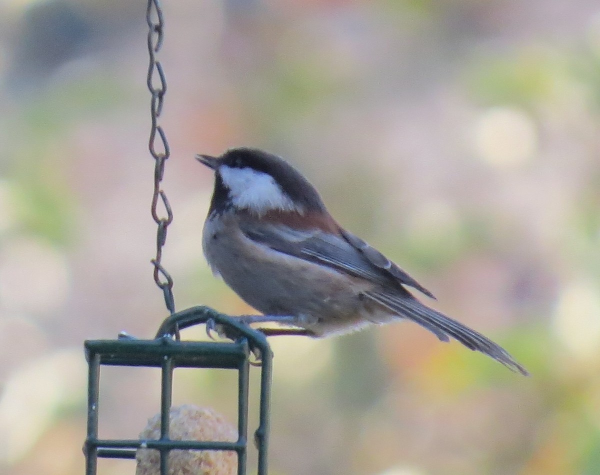 Chestnut-backed Chickadee - Gayle Dangers-Meusel