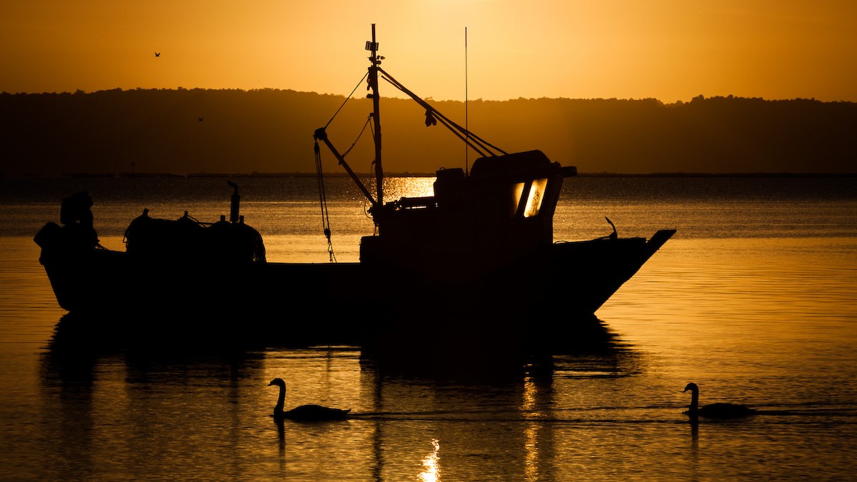 Black-necked Swan - ML297178501