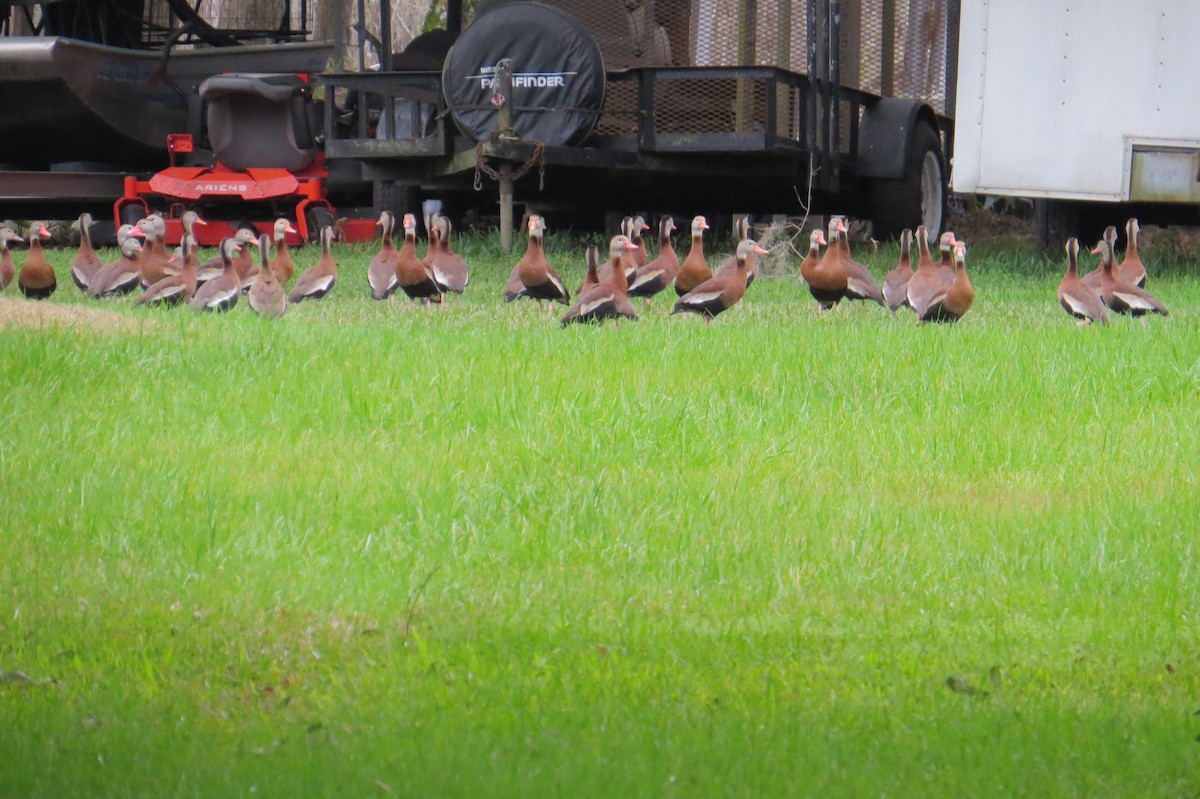 Black-bellied Whistling-Duck - ML297179021