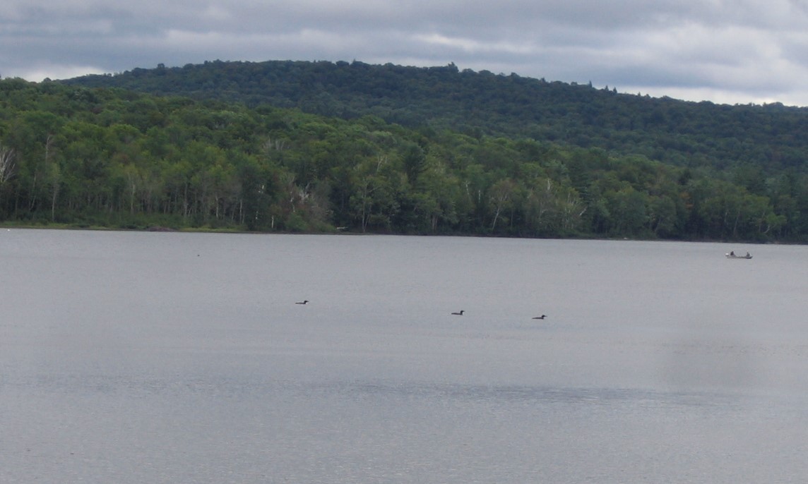 Common Loon - ML297179211
