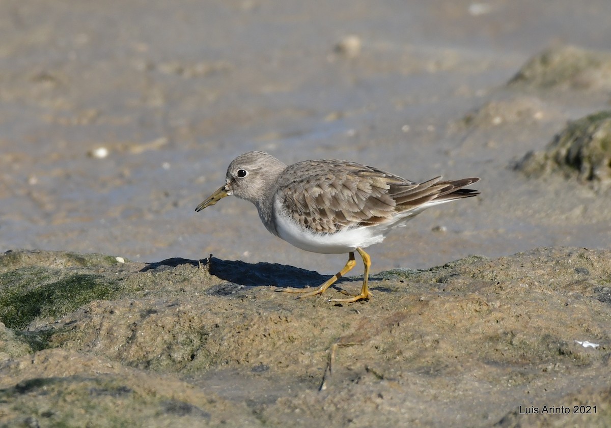 Temminck's Stint - ML297179731