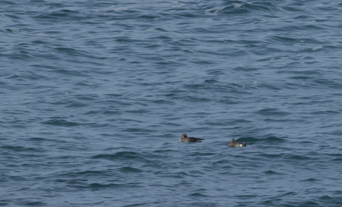 Red-breasted Merganser - ML297180261