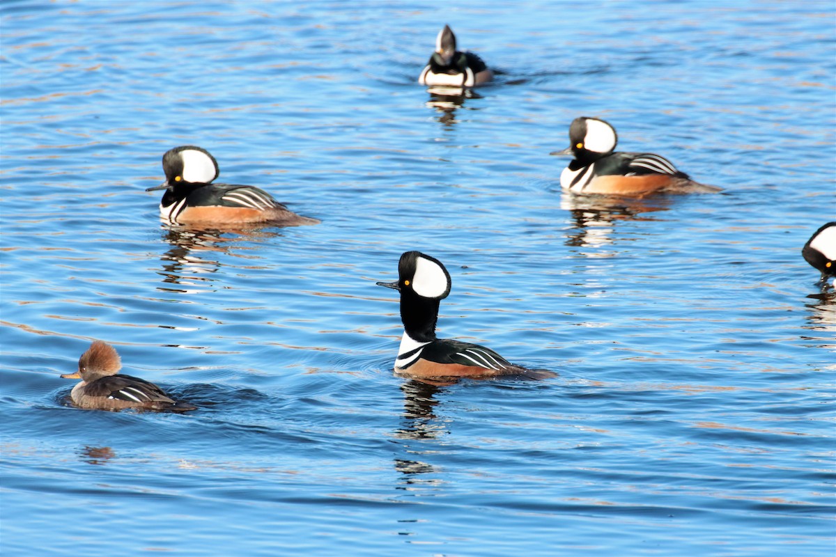Hooded Merganser - ML297182491
