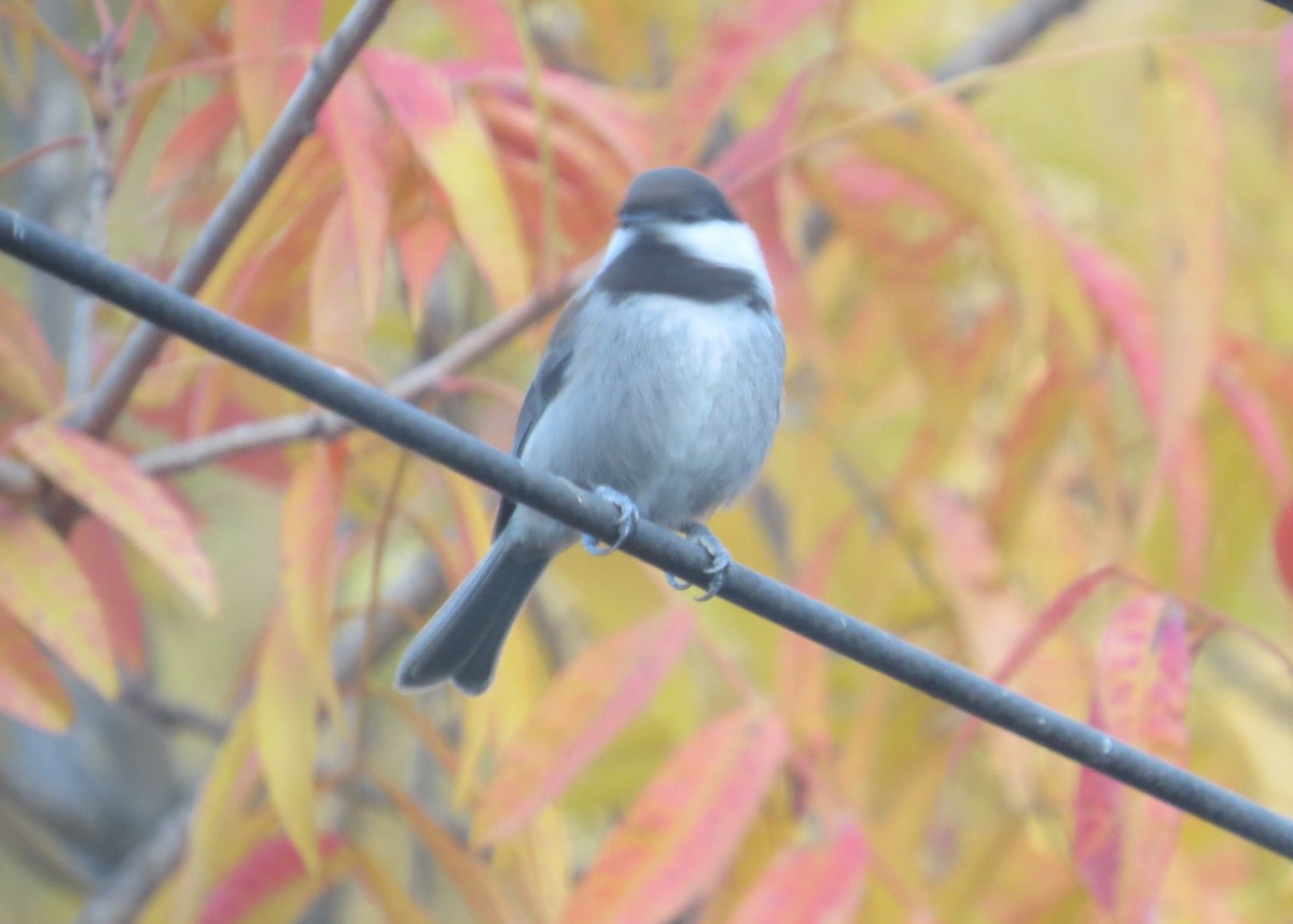 Chestnut-backed Chickadee - Gayle Dangers-Meusel