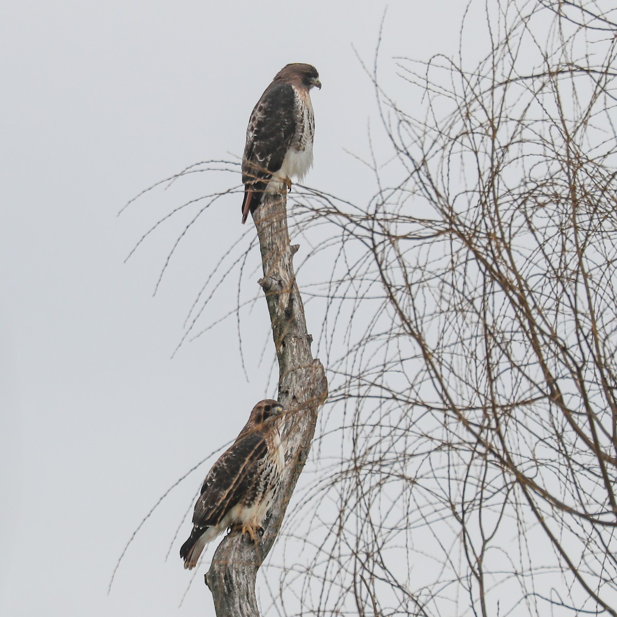 Red-tailed Hawk - ML297184691