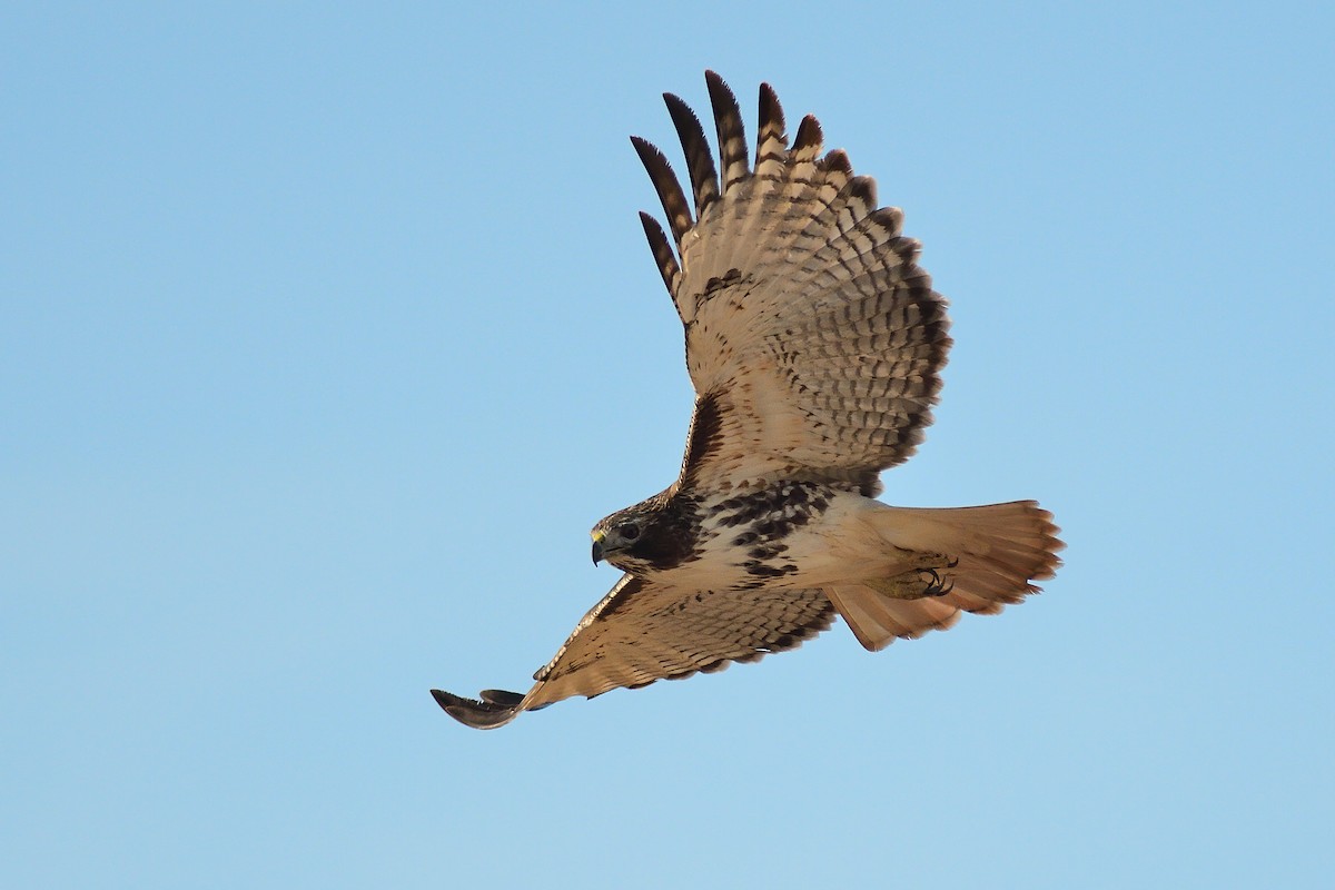 Red-tailed Hawk - ML297185361