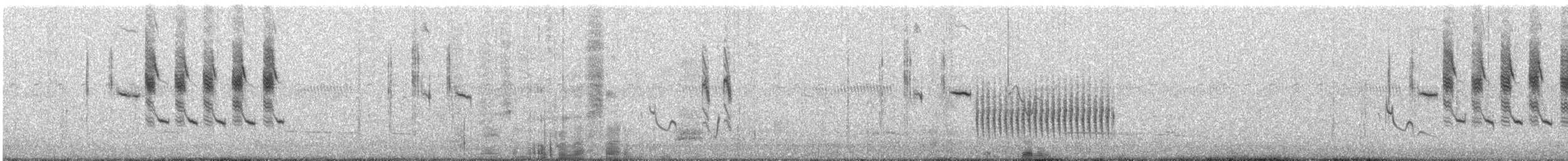 Troglodyte de Latham (platensis/polyglottus) - ML297185761