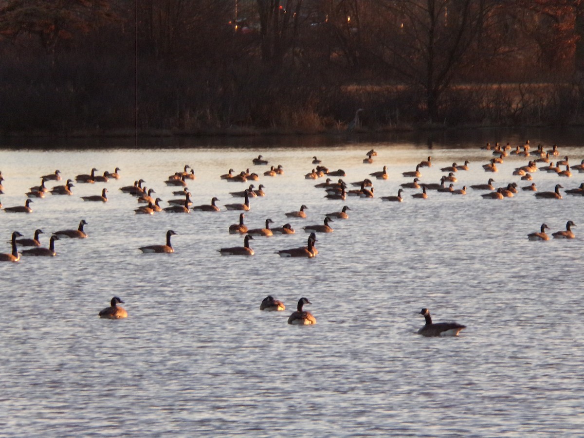 Canada Goose - ML297186031