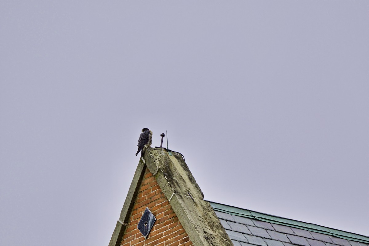 Peregrine Falcon - David Wilkins