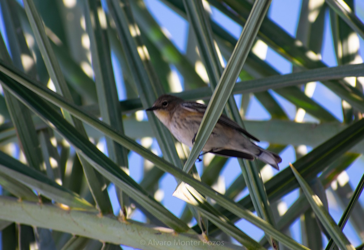 Yellow-rumped Warbler - ML297187471