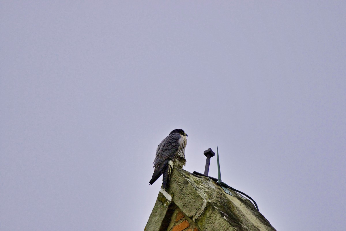 Peregrine Falcon - ML297188431