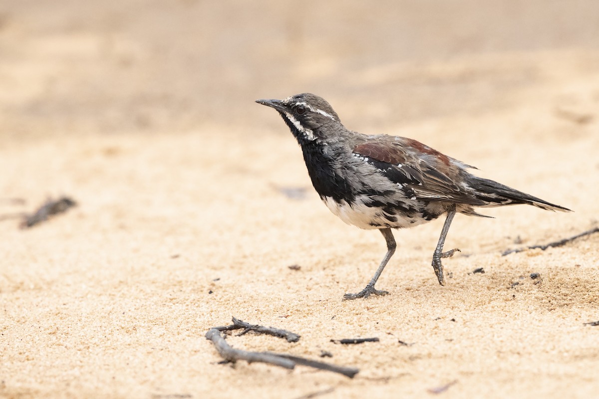 Chestnut Quail-thrush - Chris Murray