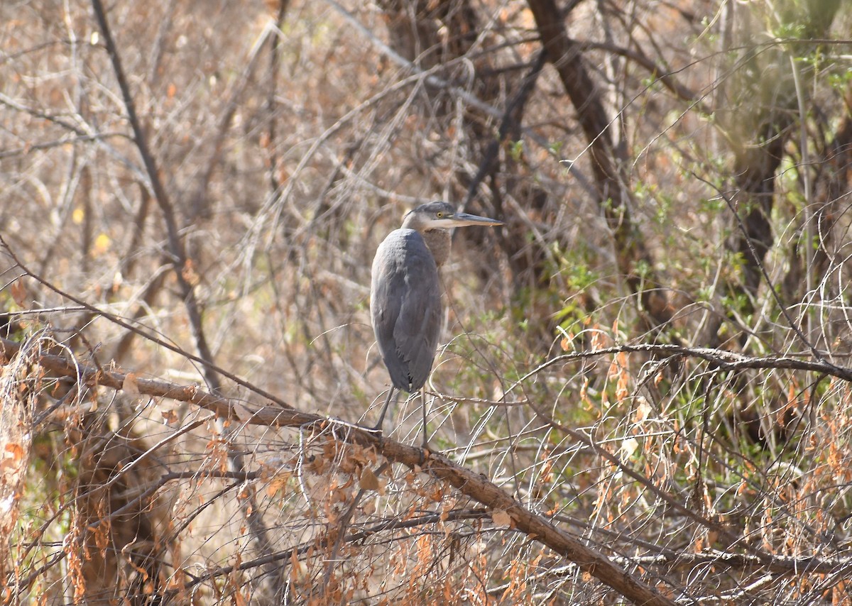 Great Blue Heron - ML297188941