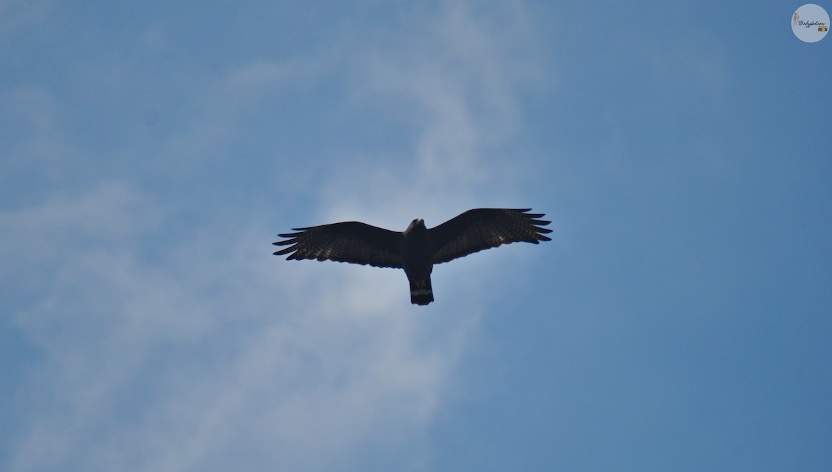 Zone-tailed Hawk - Roberto Amaya