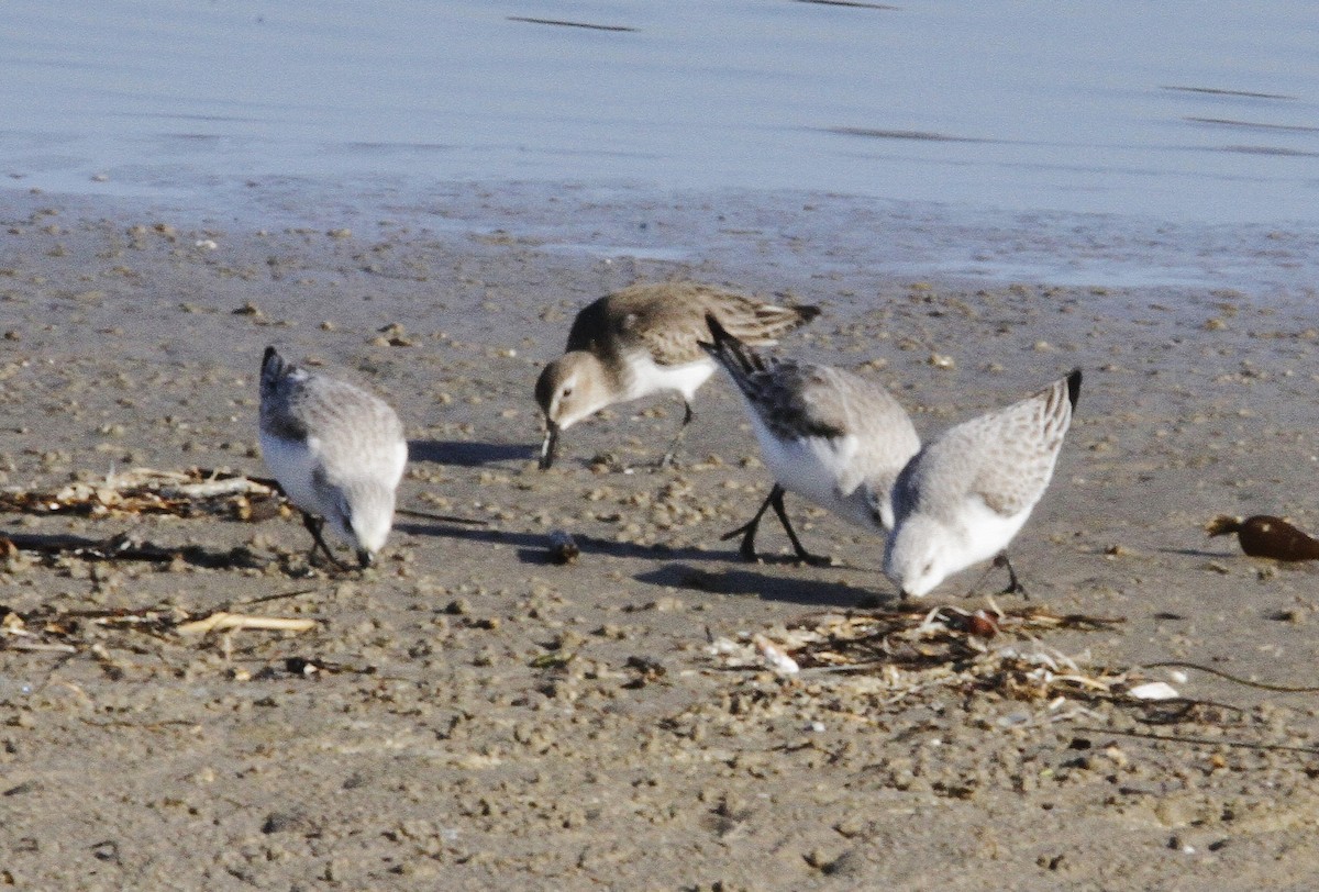 Гурвалж элсэг - ML297192531