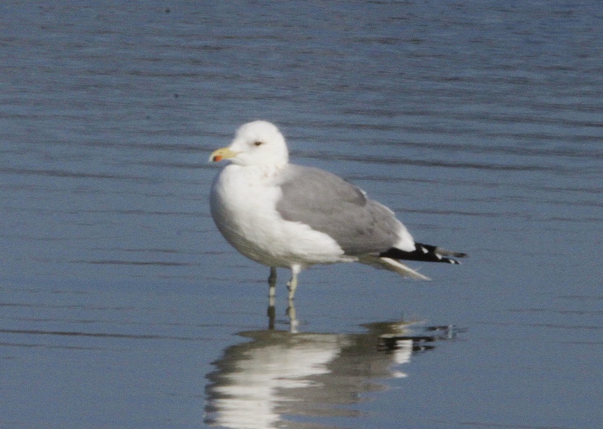 California Gull - ML297192921