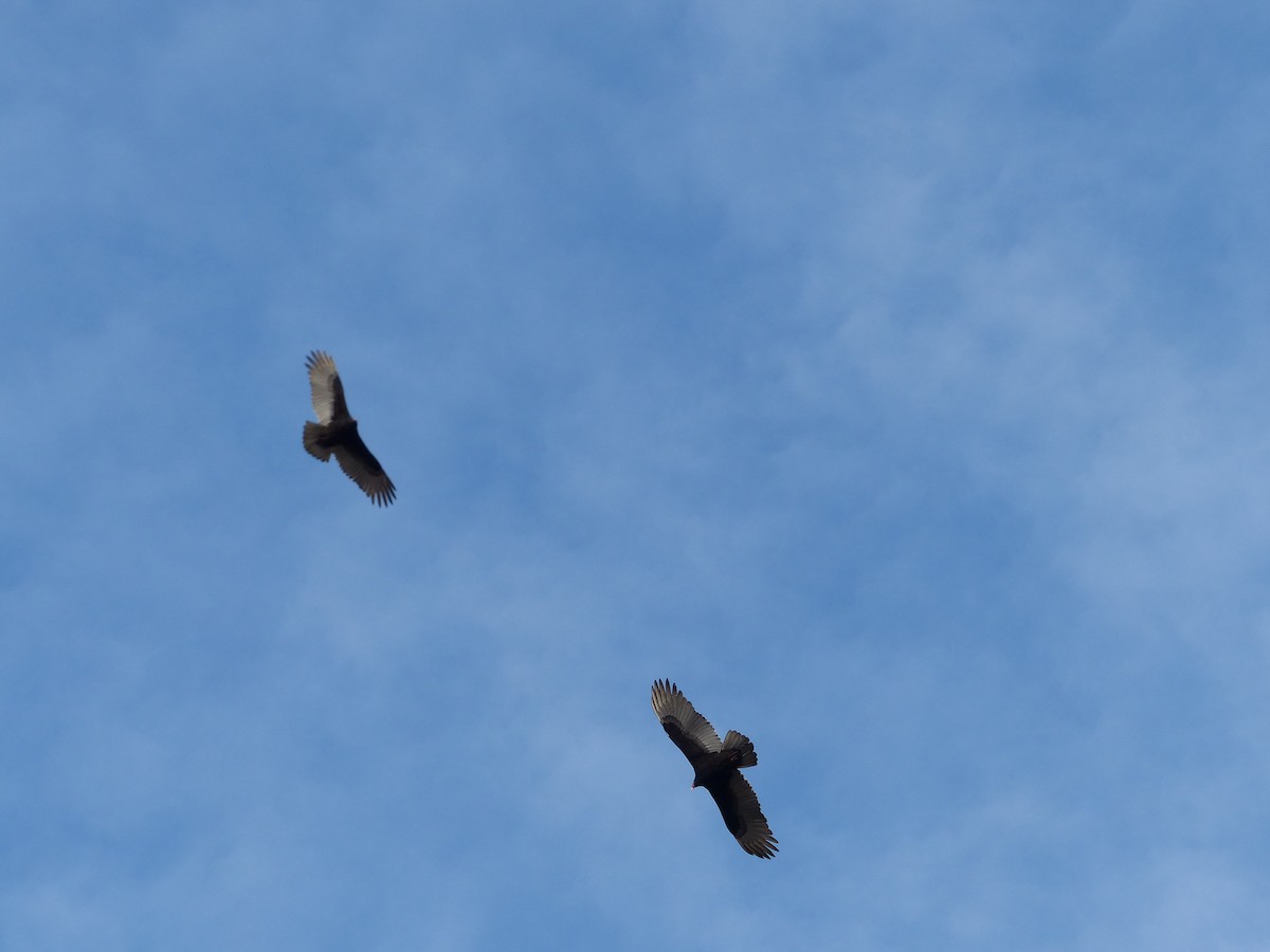 Turkey Vulture - ML297193251