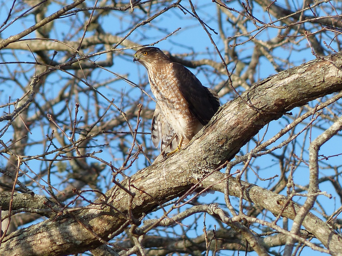 Cooper's Hawk - ML297193271