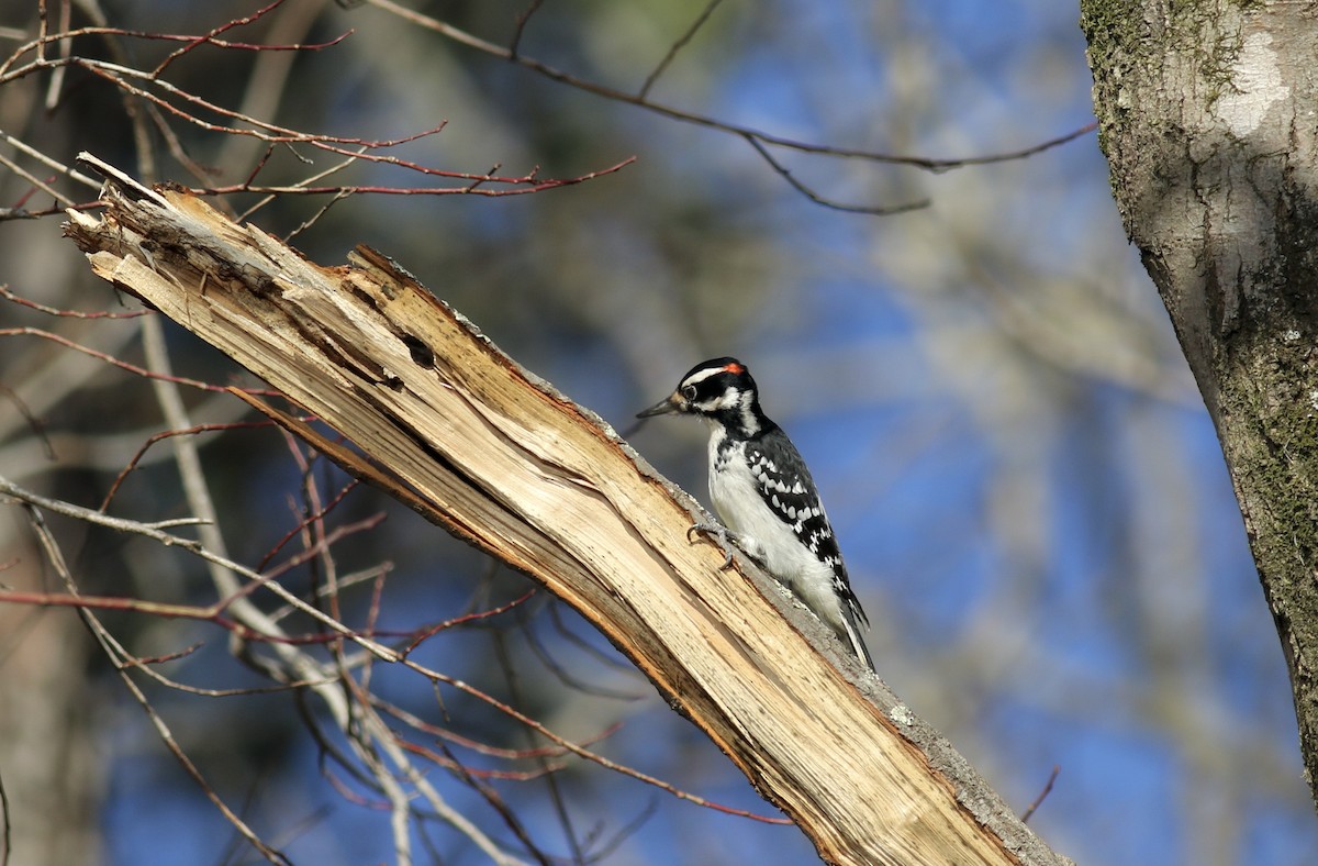 Hairy Woodpecker - ML297193671