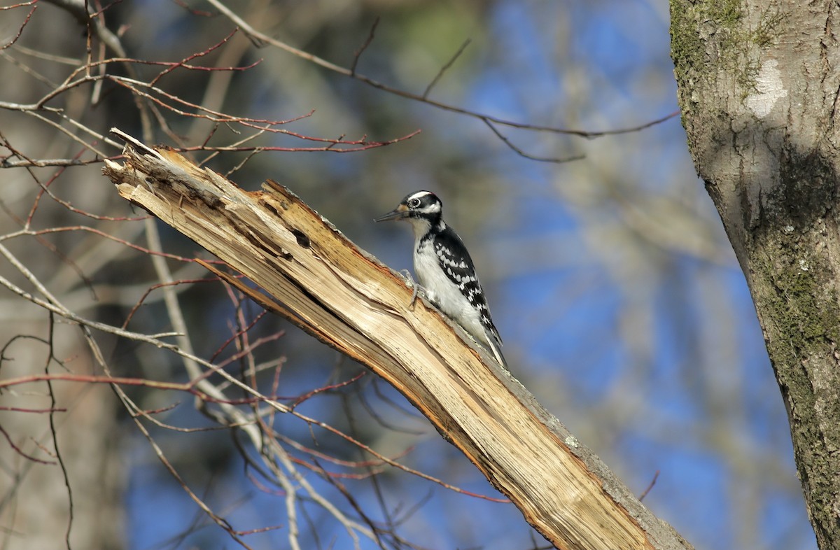 Hairy Woodpecker - ML297193681