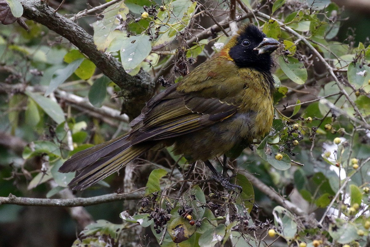 Crimson-collared Grosbeak - David McQuade