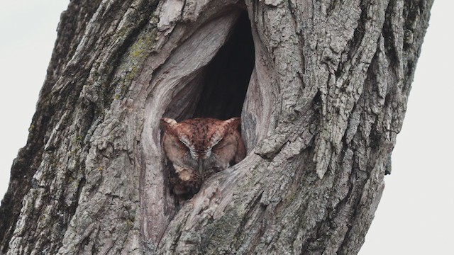 Eastern Screech-Owl - ML297195591