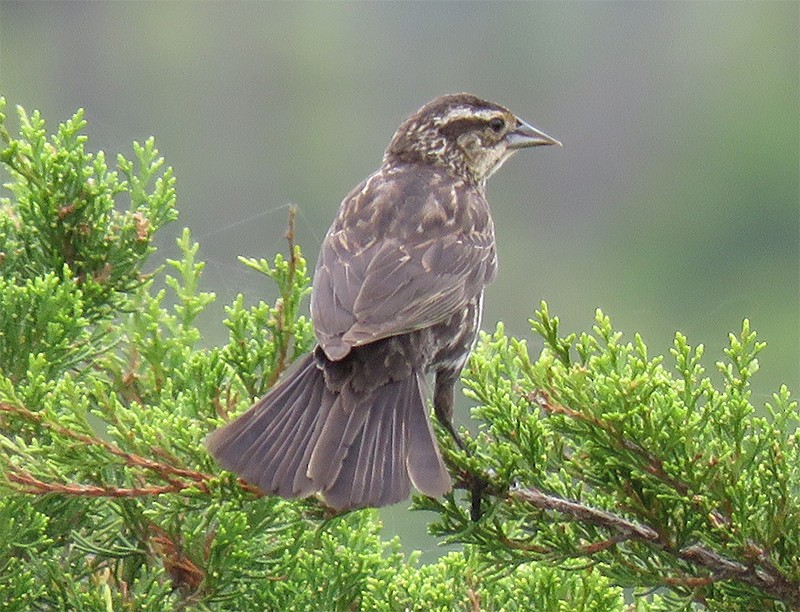 Red-winged Blackbird - Karen Lebing
