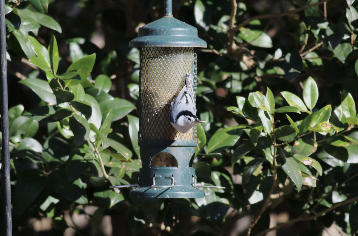 White-breasted Nuthatch - ML297196891