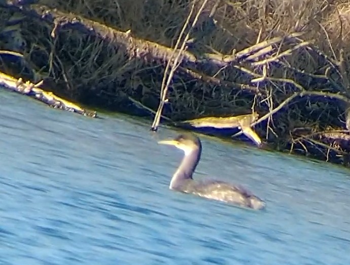 Red-necked Grebe - ML297196931