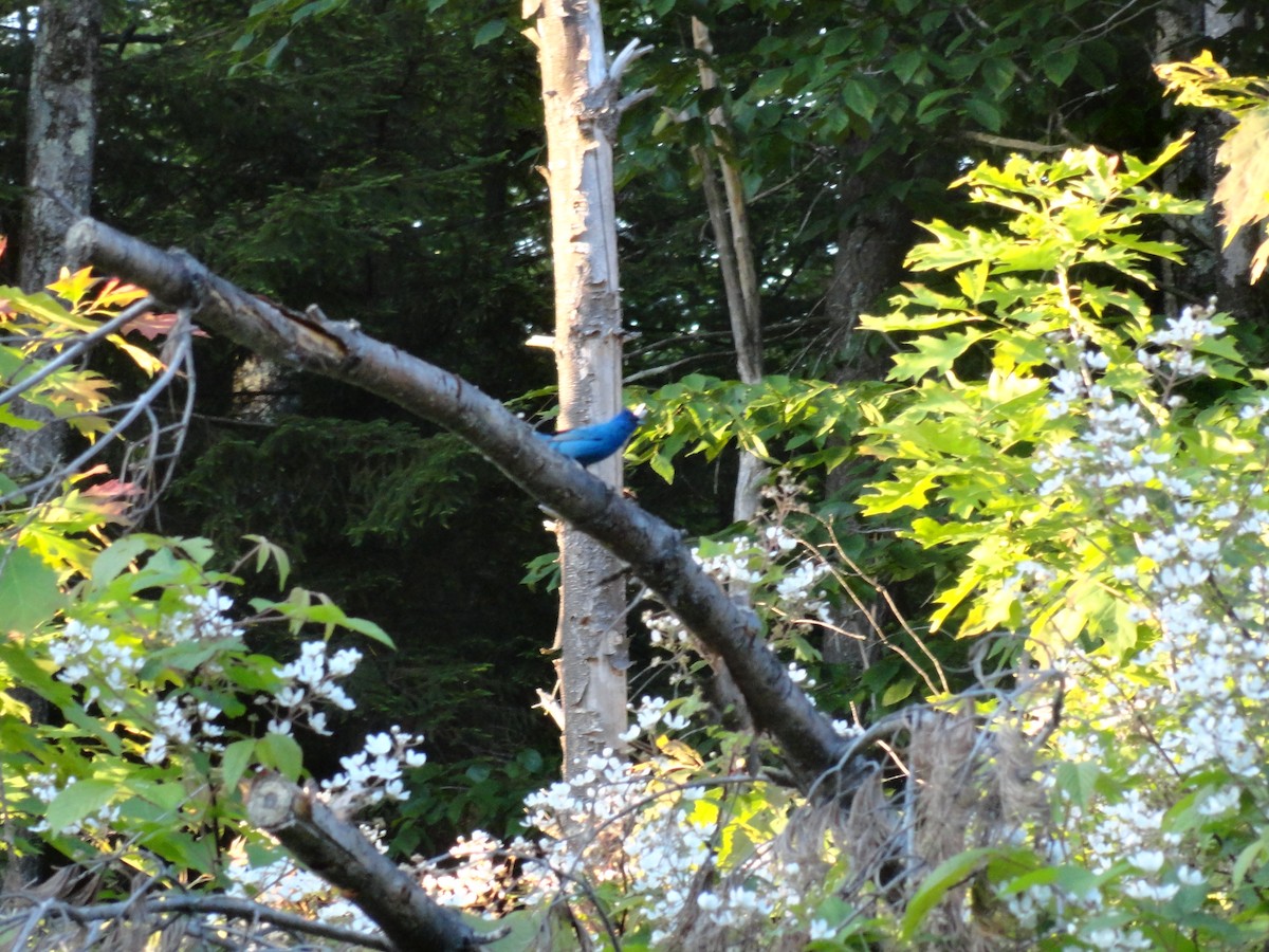 Indigo Bunting - ML297197841