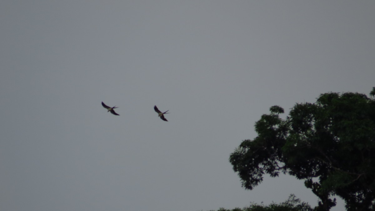 Swallow-tailed Kite - ML29719931