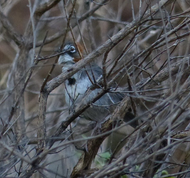 Rusty-crowned Ground-Sparrow - Jay Hand