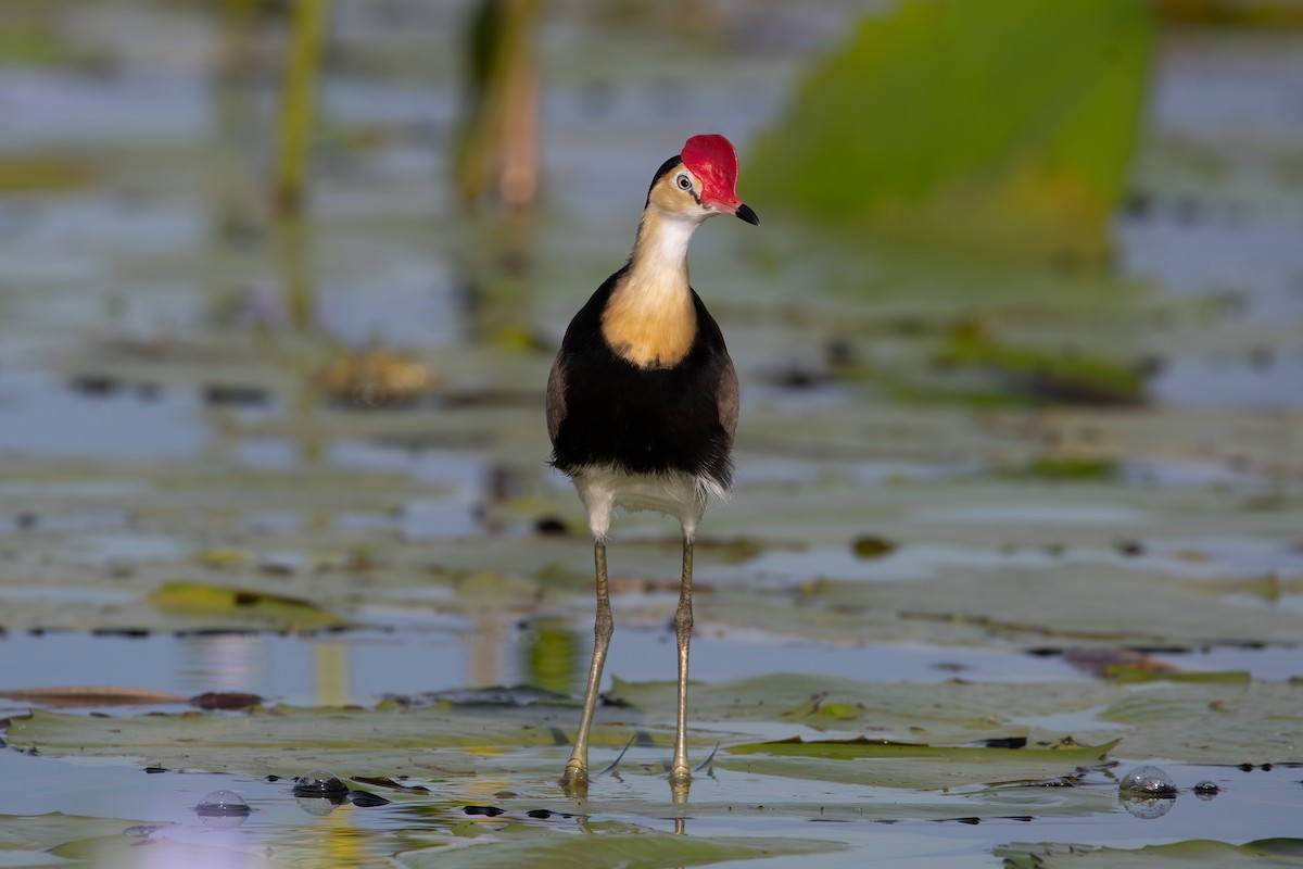 Comb-crested Jacana - ML297200401