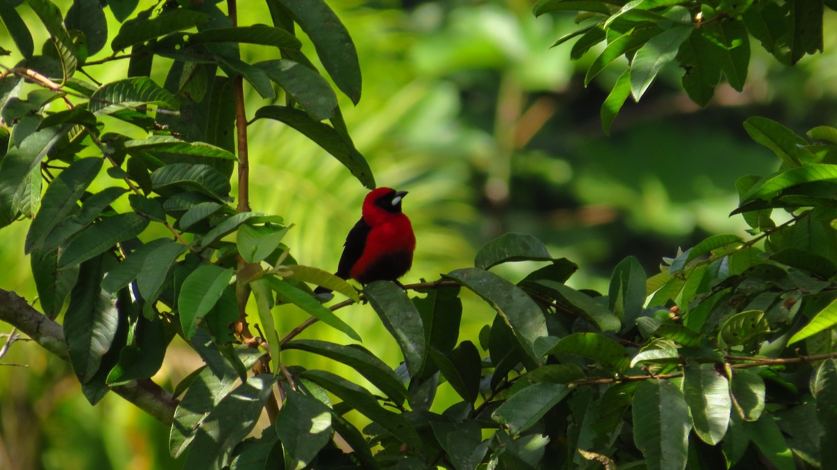 Masked Crimson Tanager - ML29720071